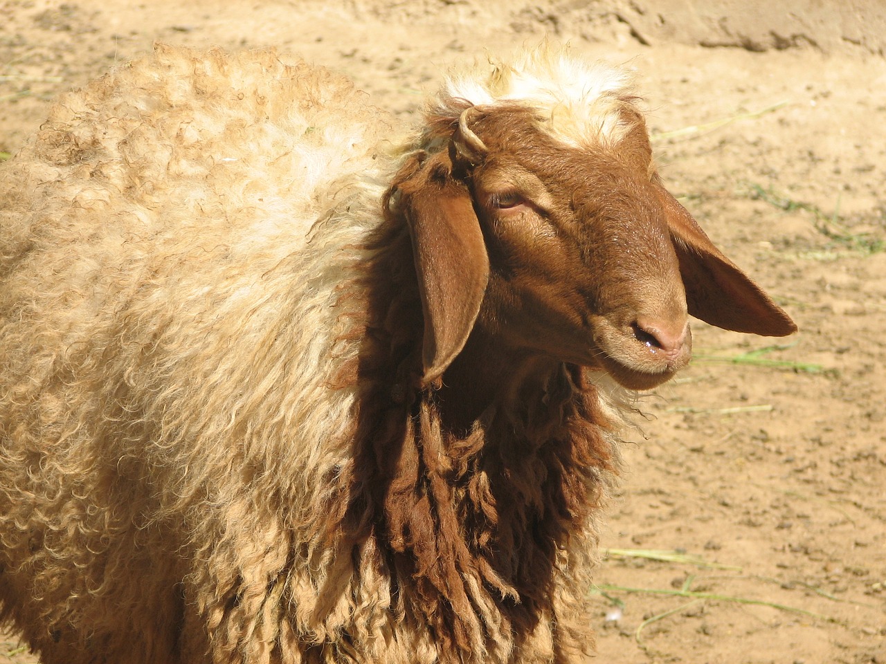 awassi sheep sanliurfa individual free photo
