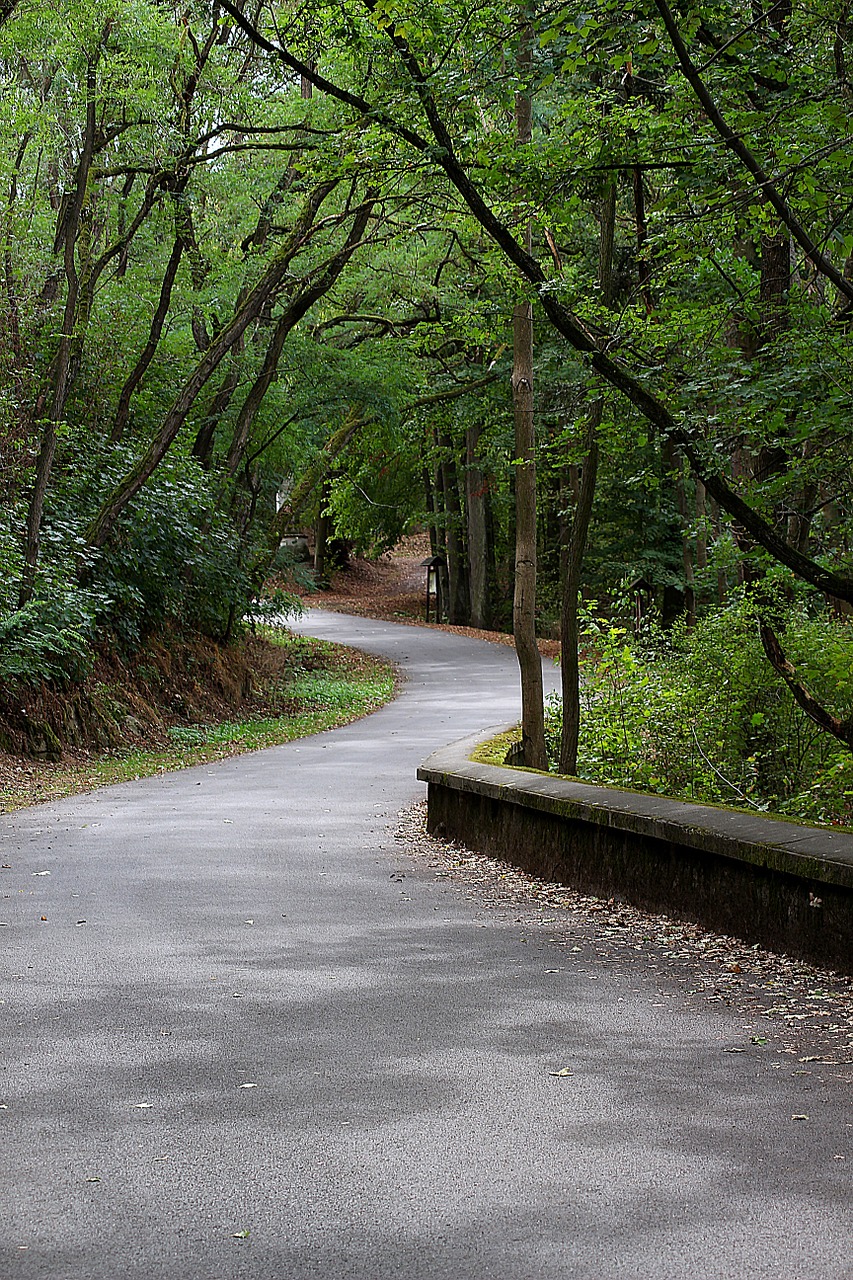 away forest hiking free photo