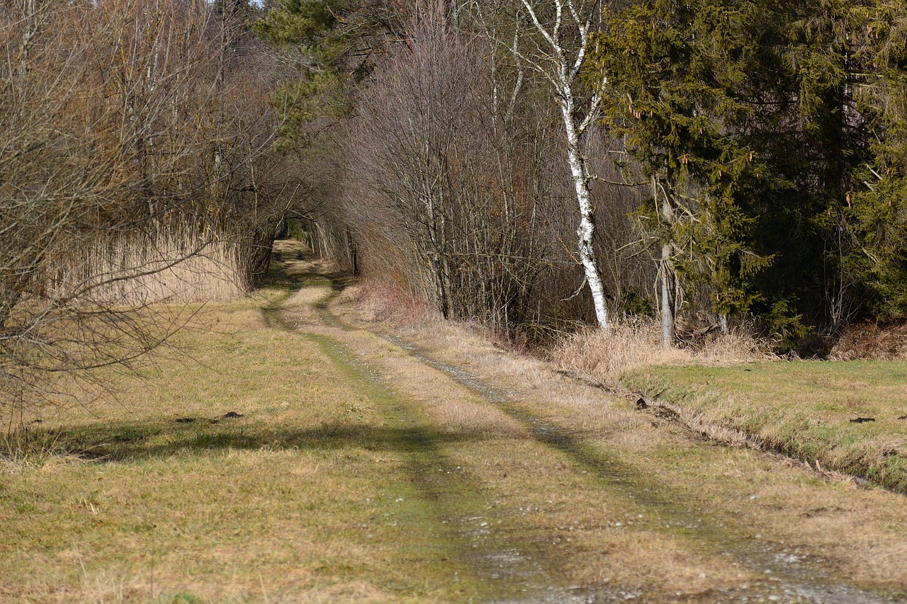 away lane forest free photo