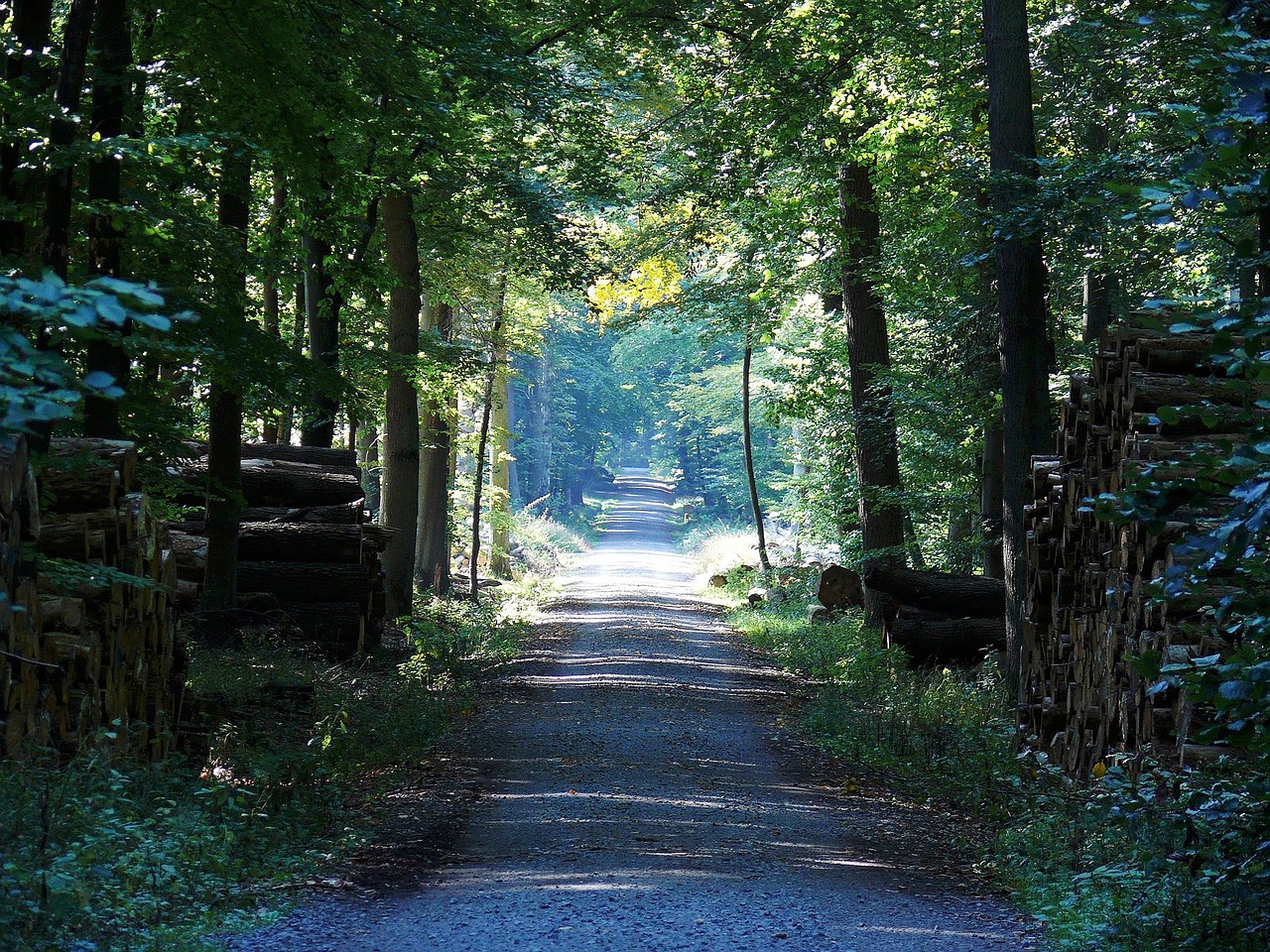 away forest path forest free photo