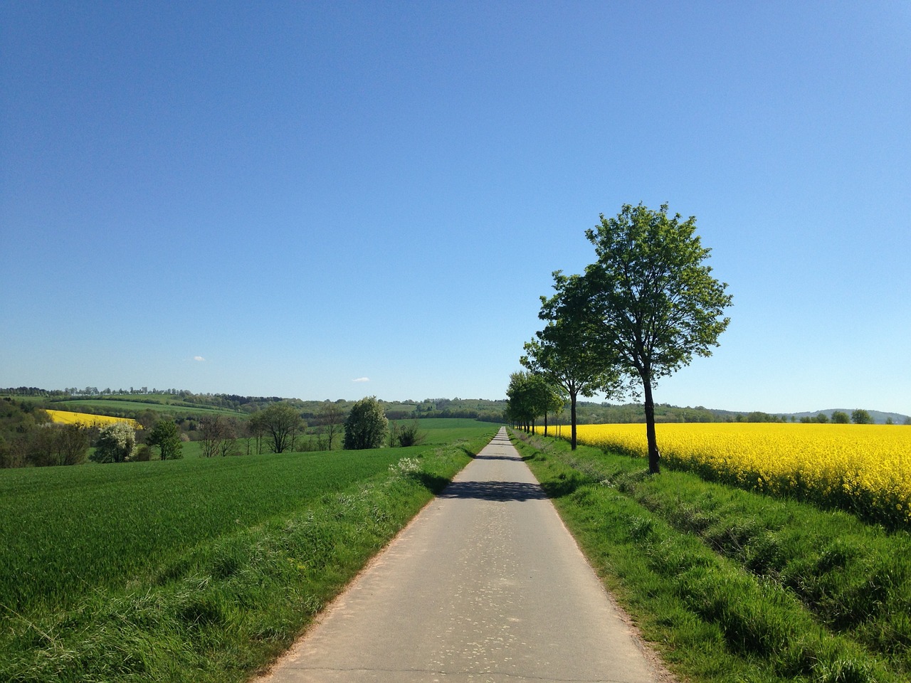 away field of rapeseeds landscape free photo