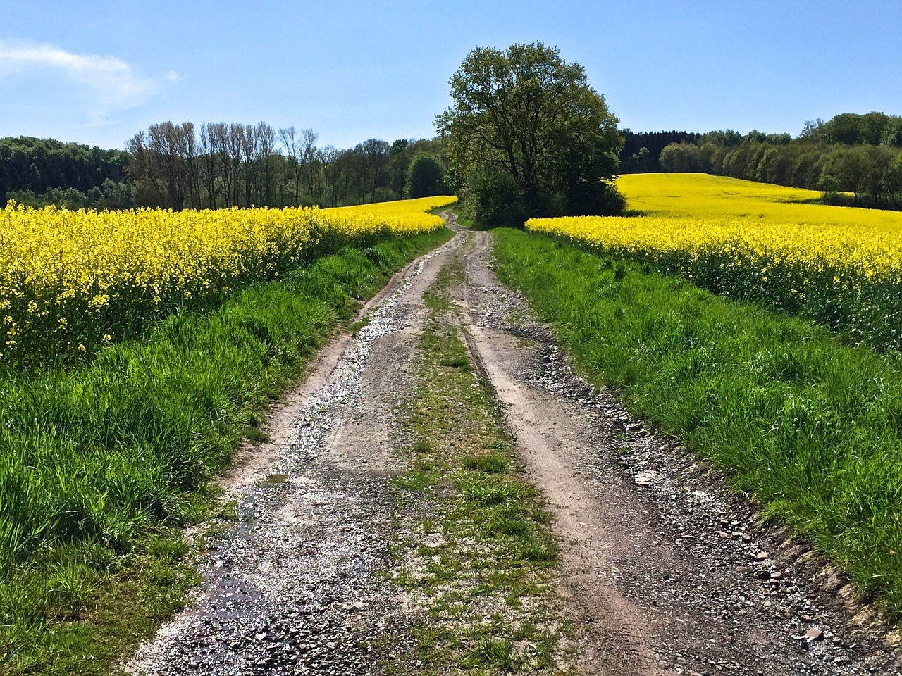 away oilseed rape yellow free photo