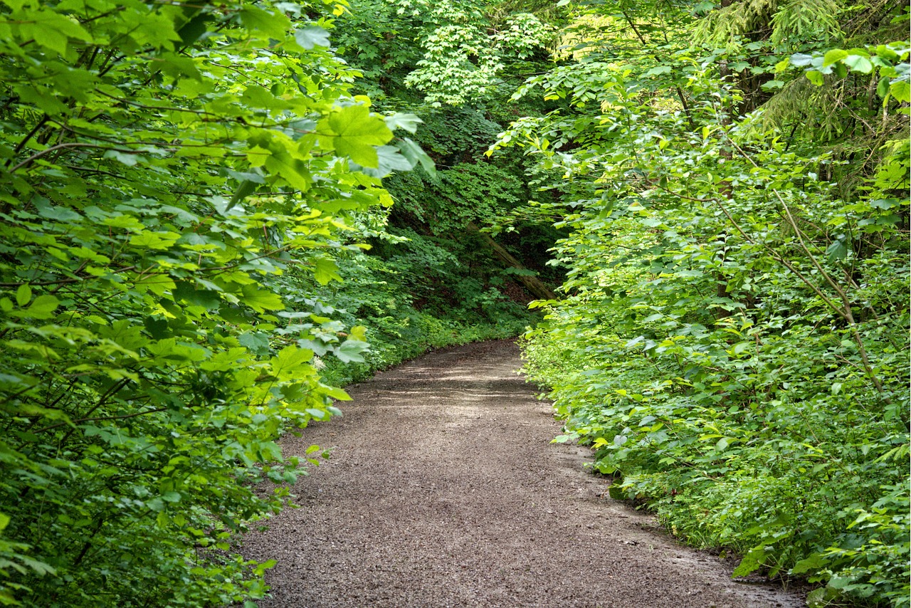 away forest path nature free photo