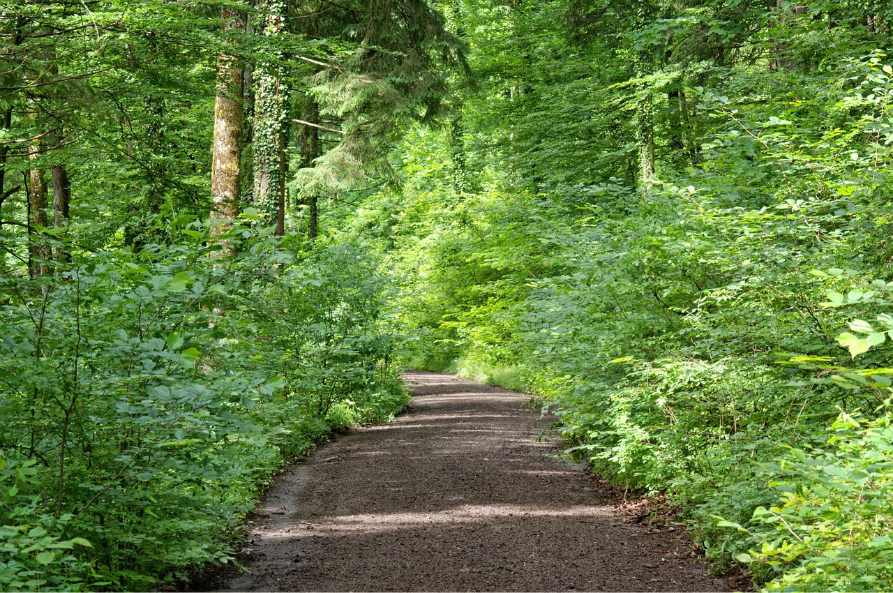 away forest path nature free photo