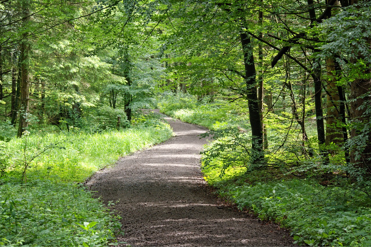 away forest path nature free photo