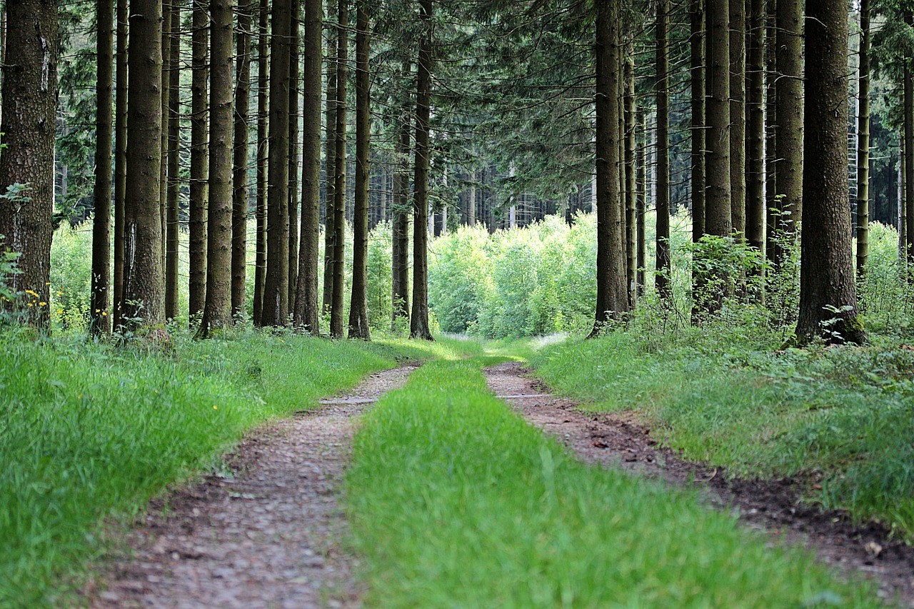 away forest path forest free photo