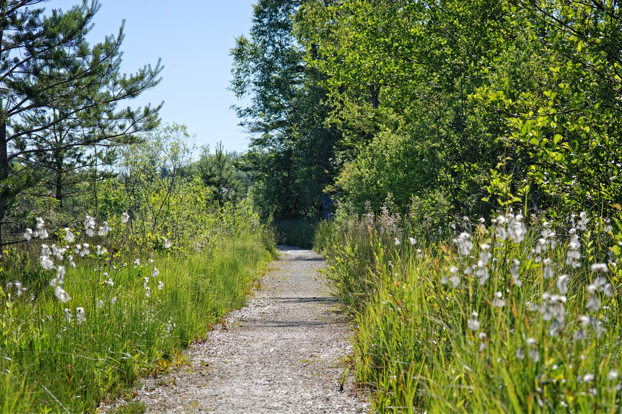 away nature green free photo