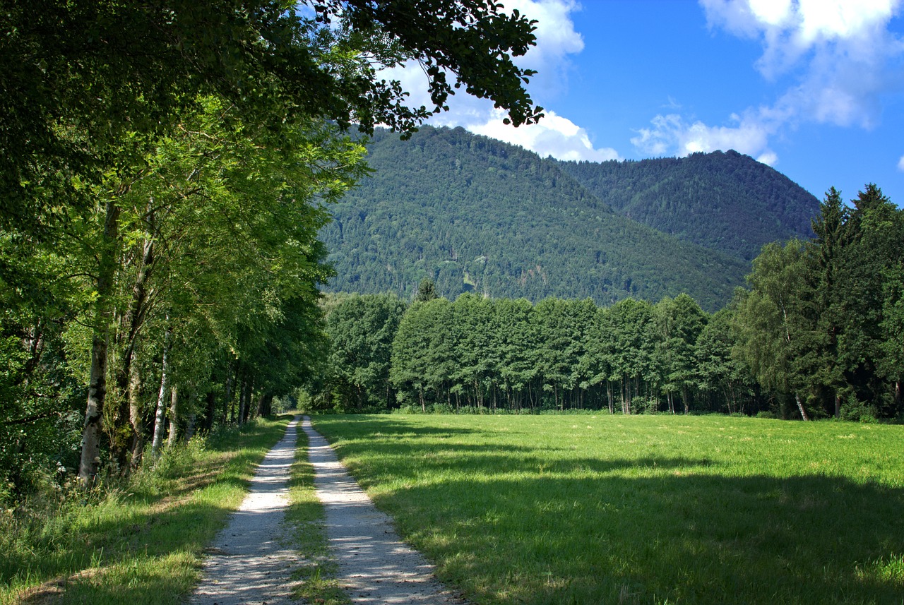 away forest trees free photo