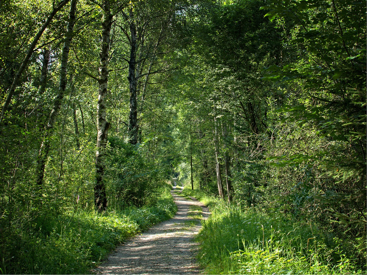 away forest trees free photo