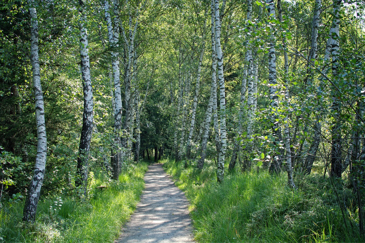 away forest trees free photo