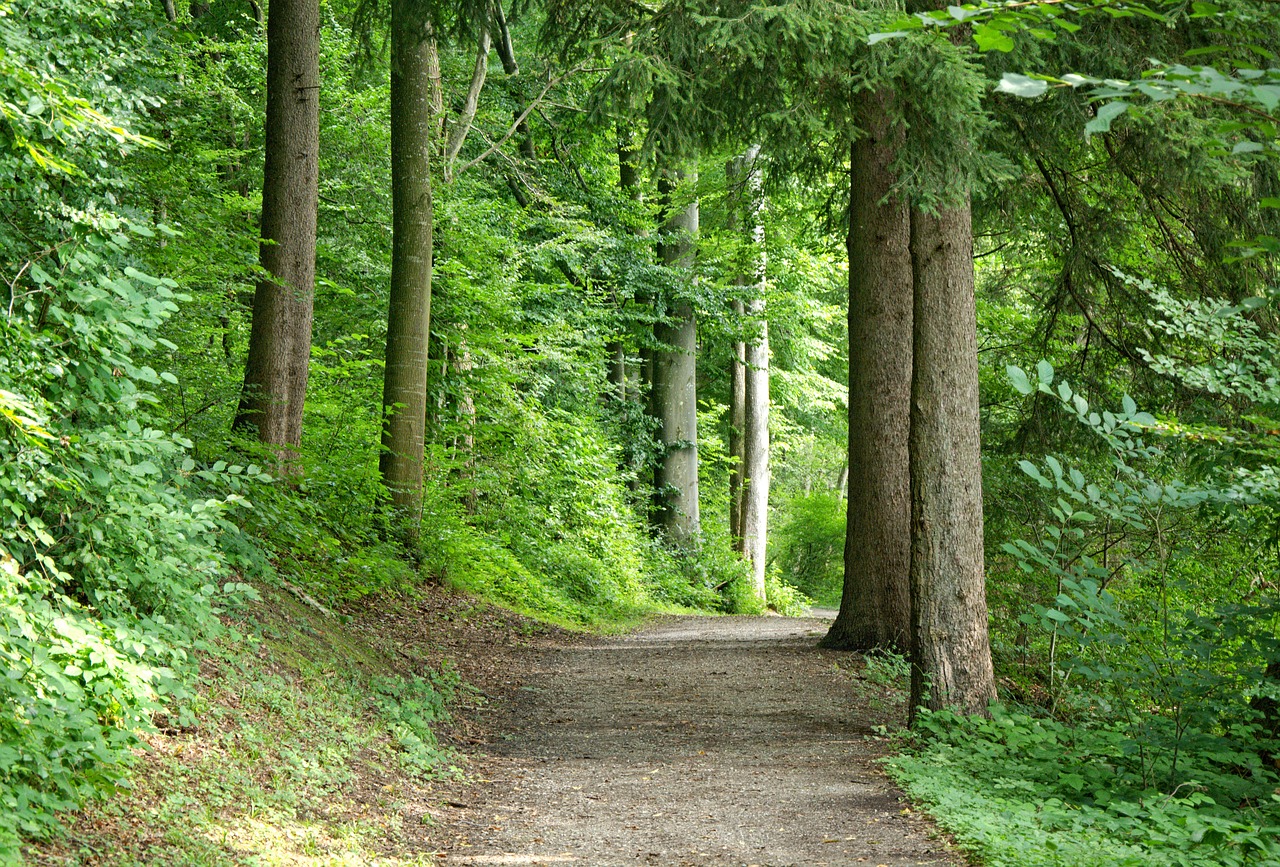 away forest forest path free photo