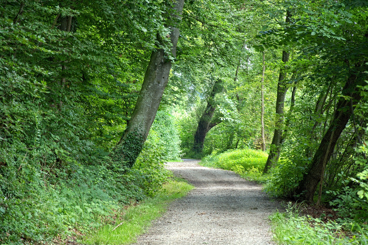 away forest forest path free photo