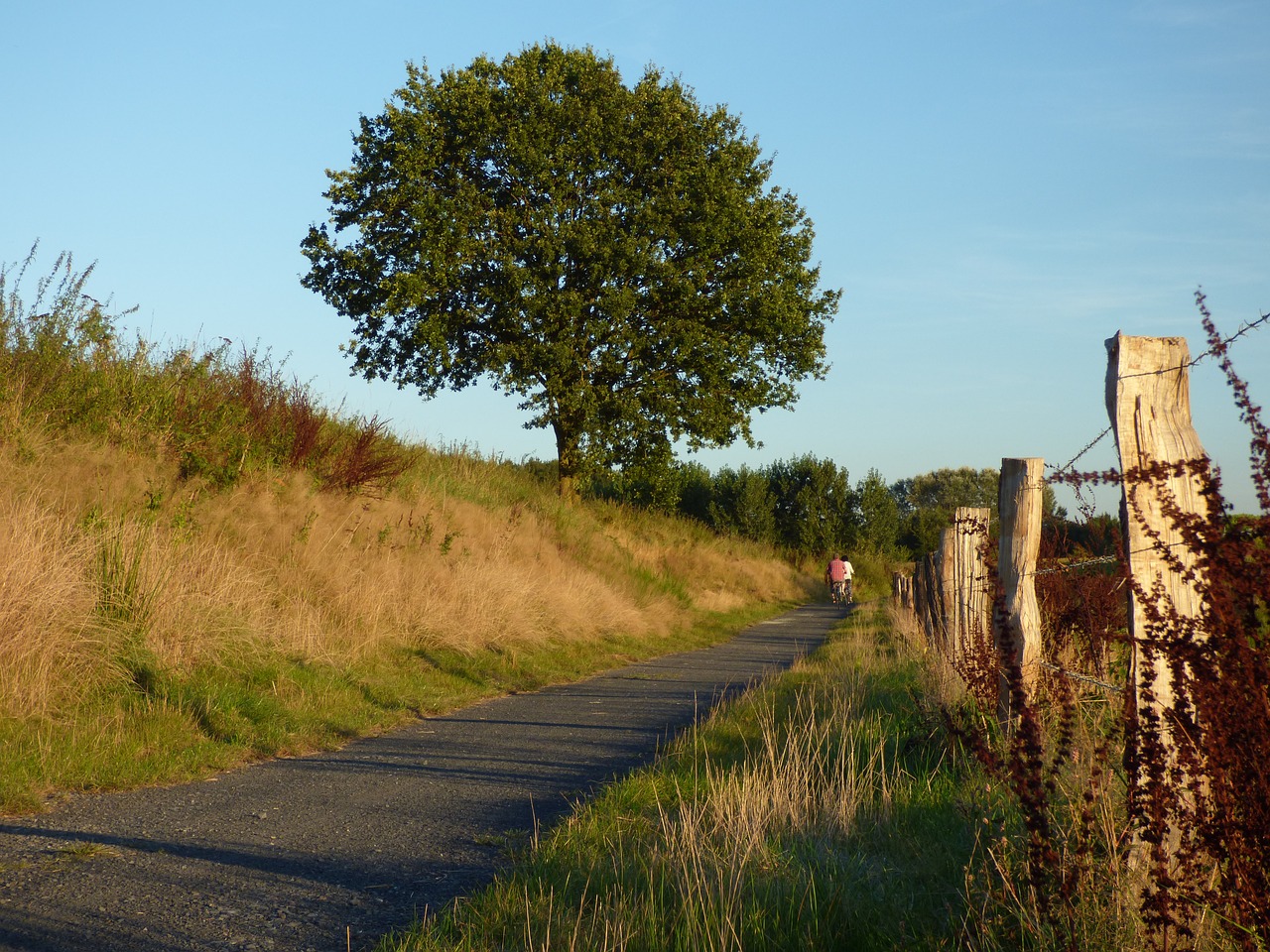 away tree fence free photo