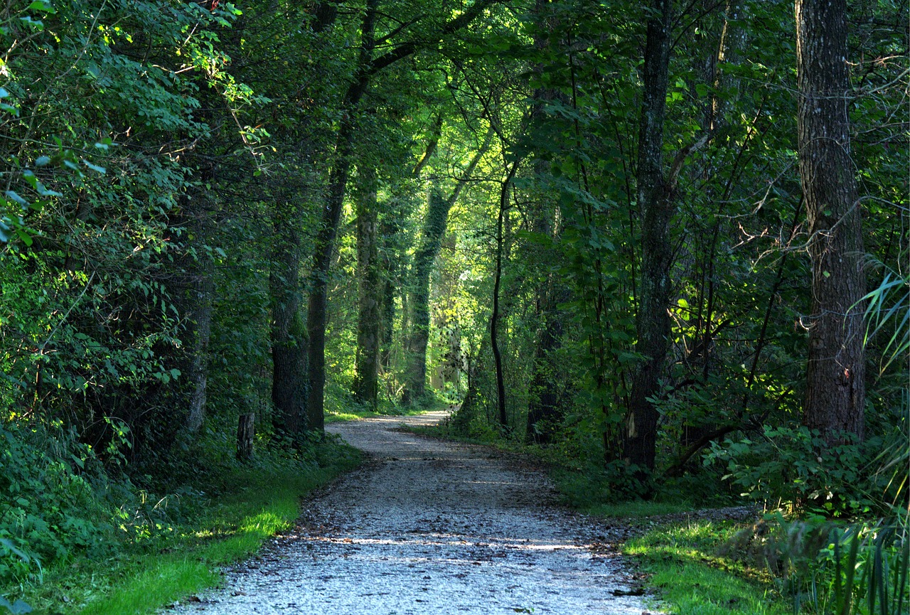 away forest path trees free photo