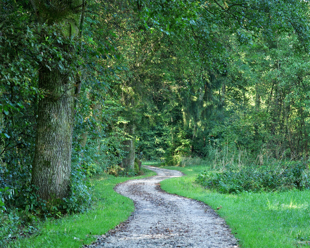 away forest path trees free photo