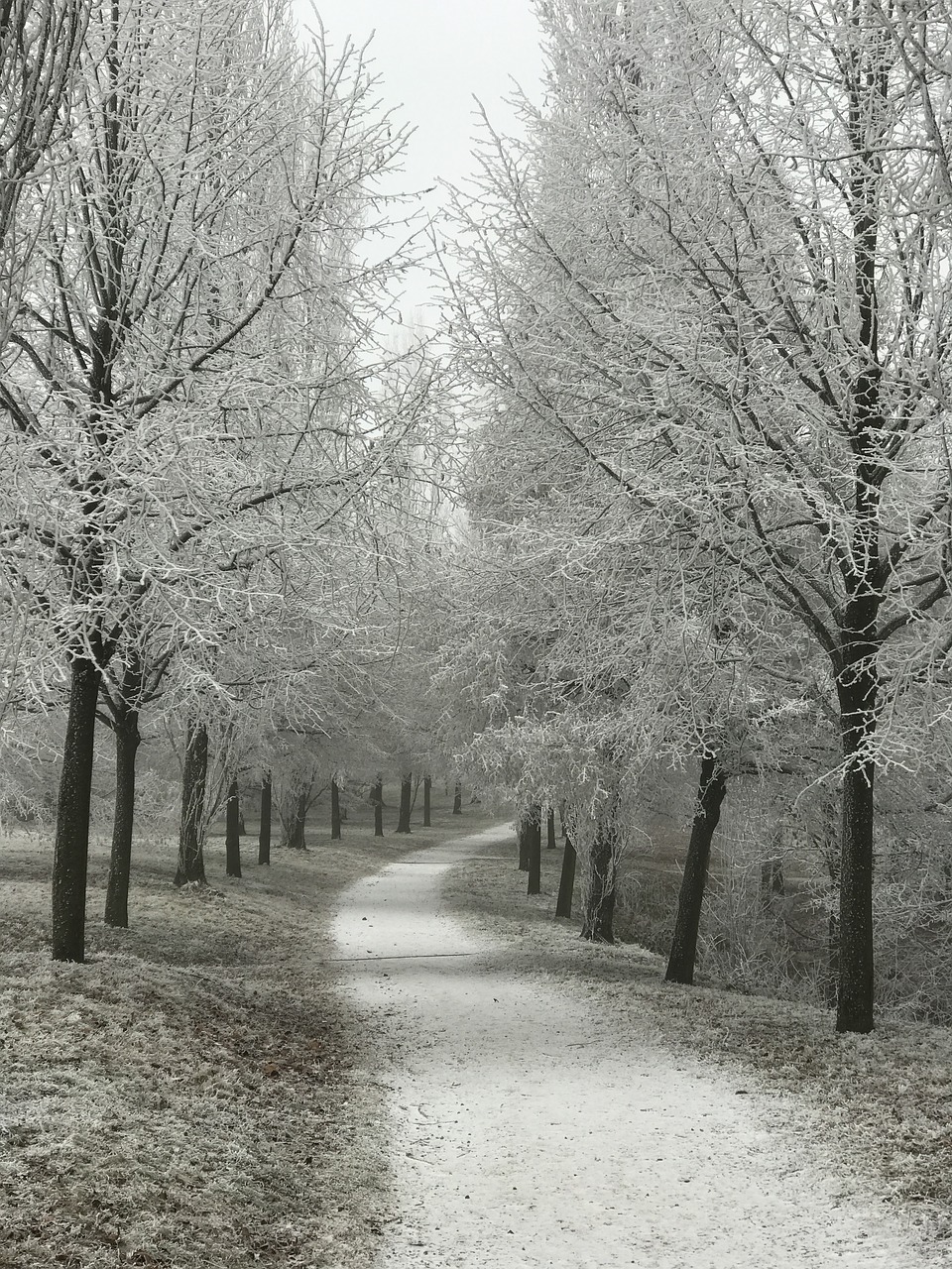 away wintry trees free photo