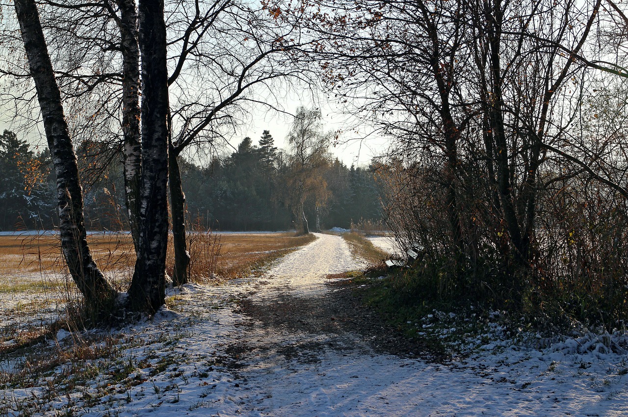 away winter trees free photo