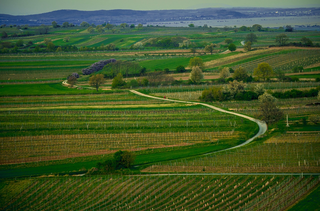 away vineyard wide free photo