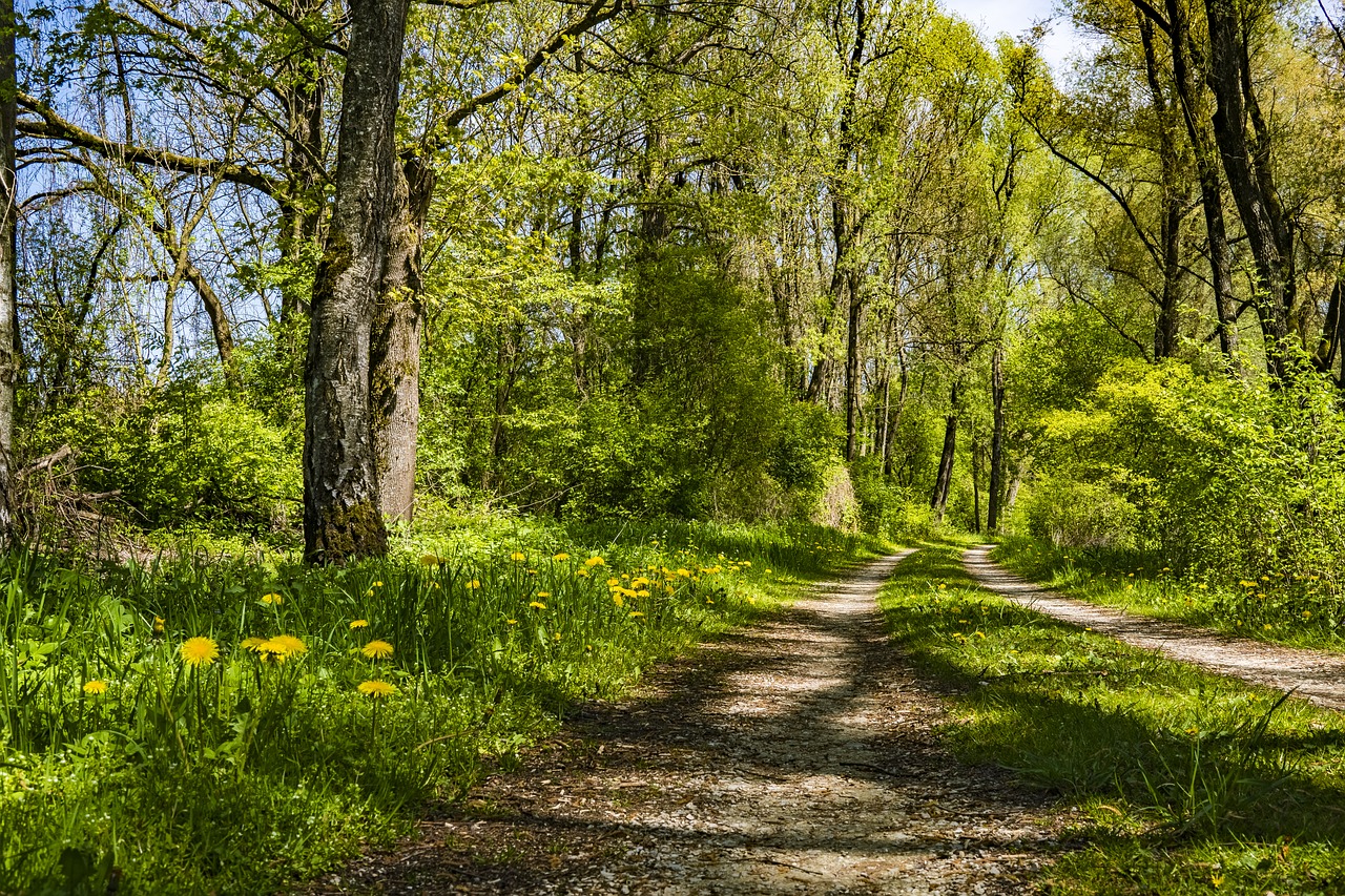 away spring forest free photo