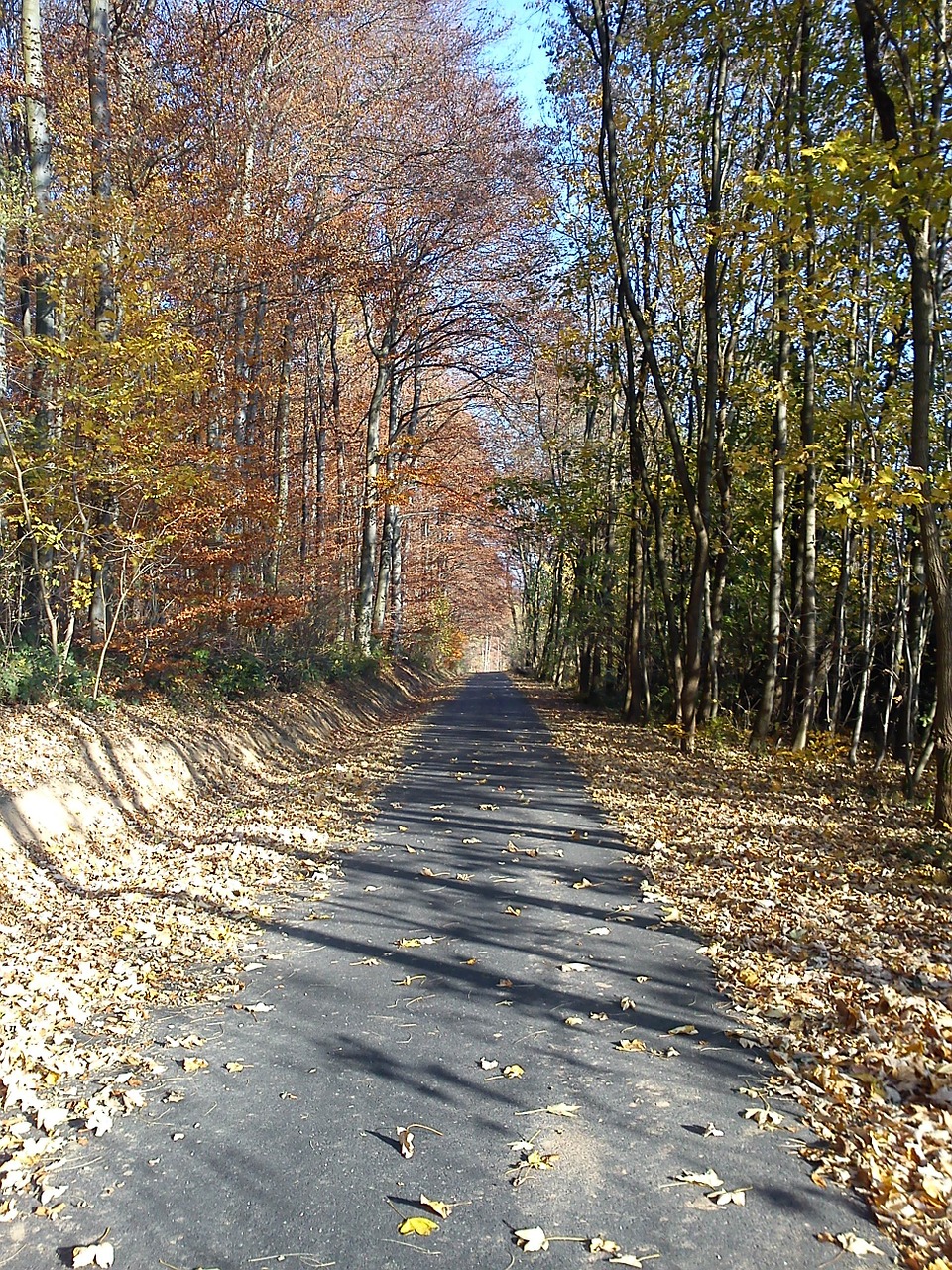 away forest trees free photo