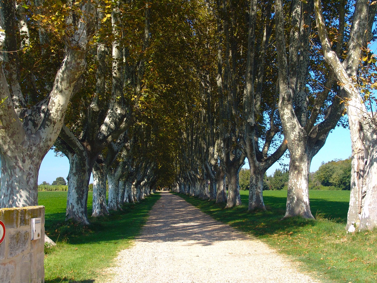 away trees avenue free photo