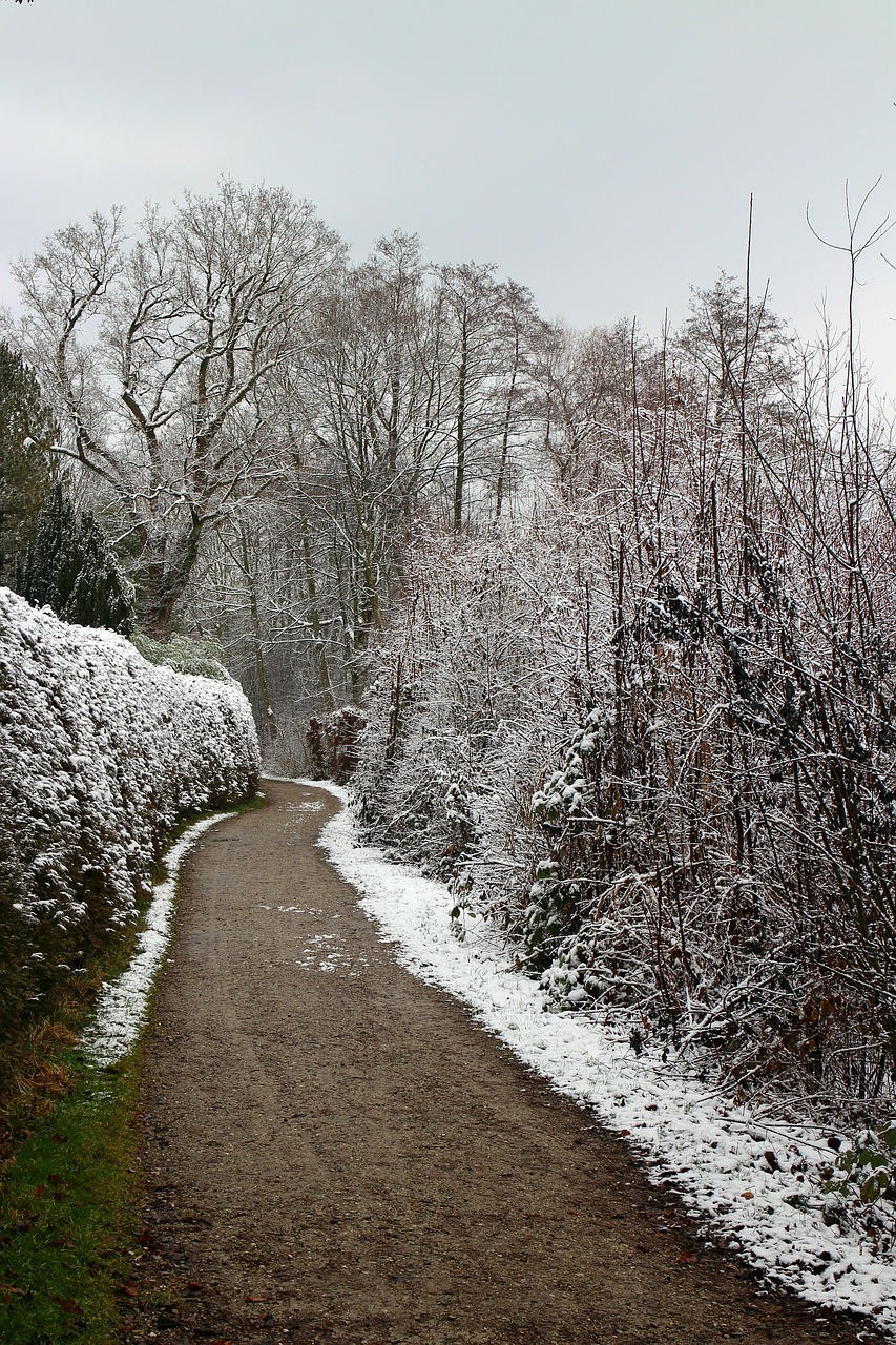 away winter trees free photo