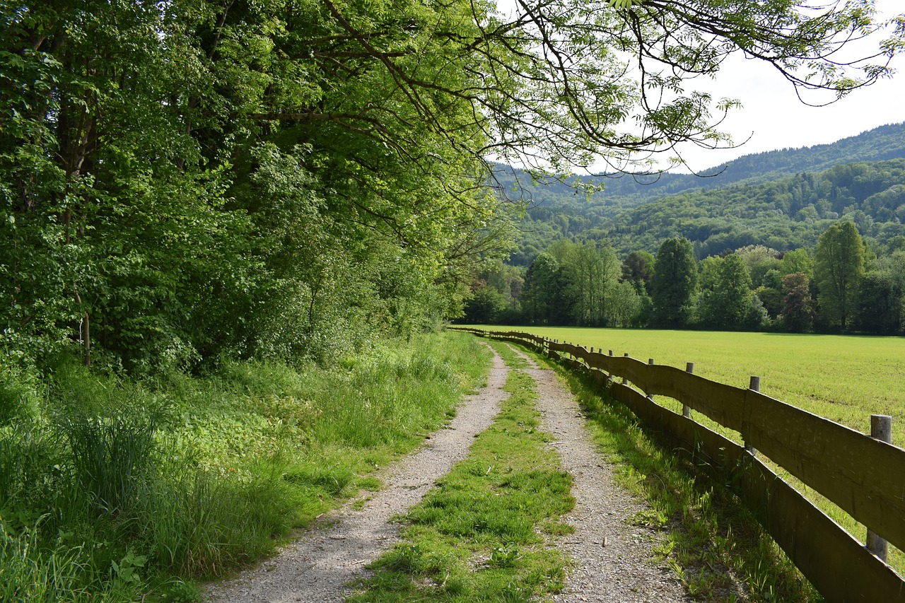 away nature trees free photo