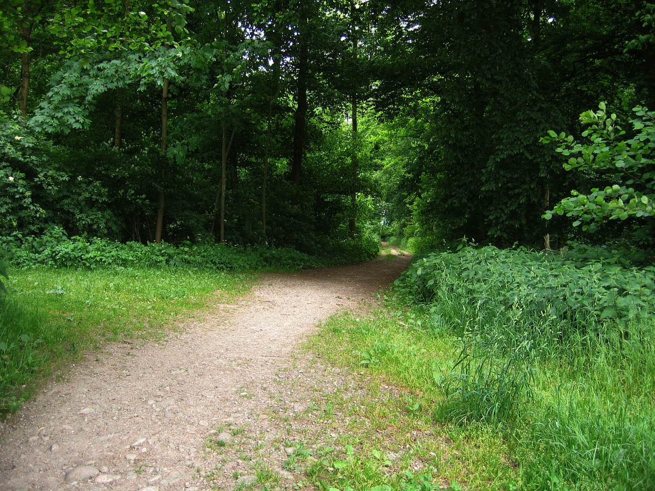 away forest forest path free photo