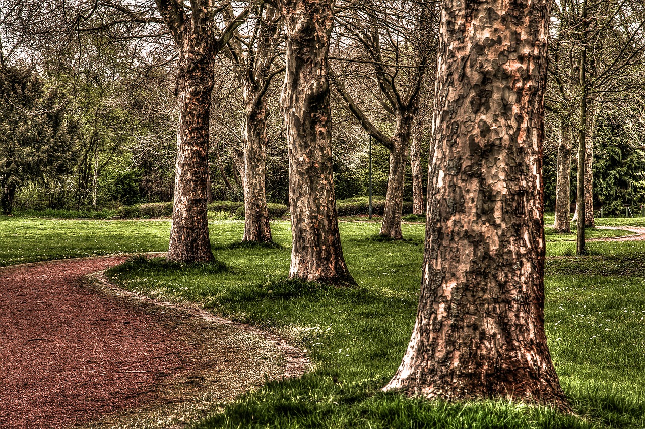 away park trees free photo