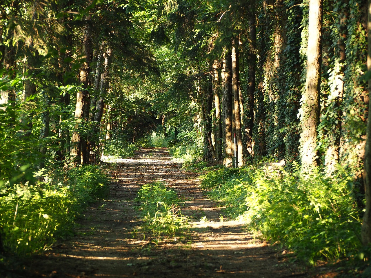 away forest trees free photo