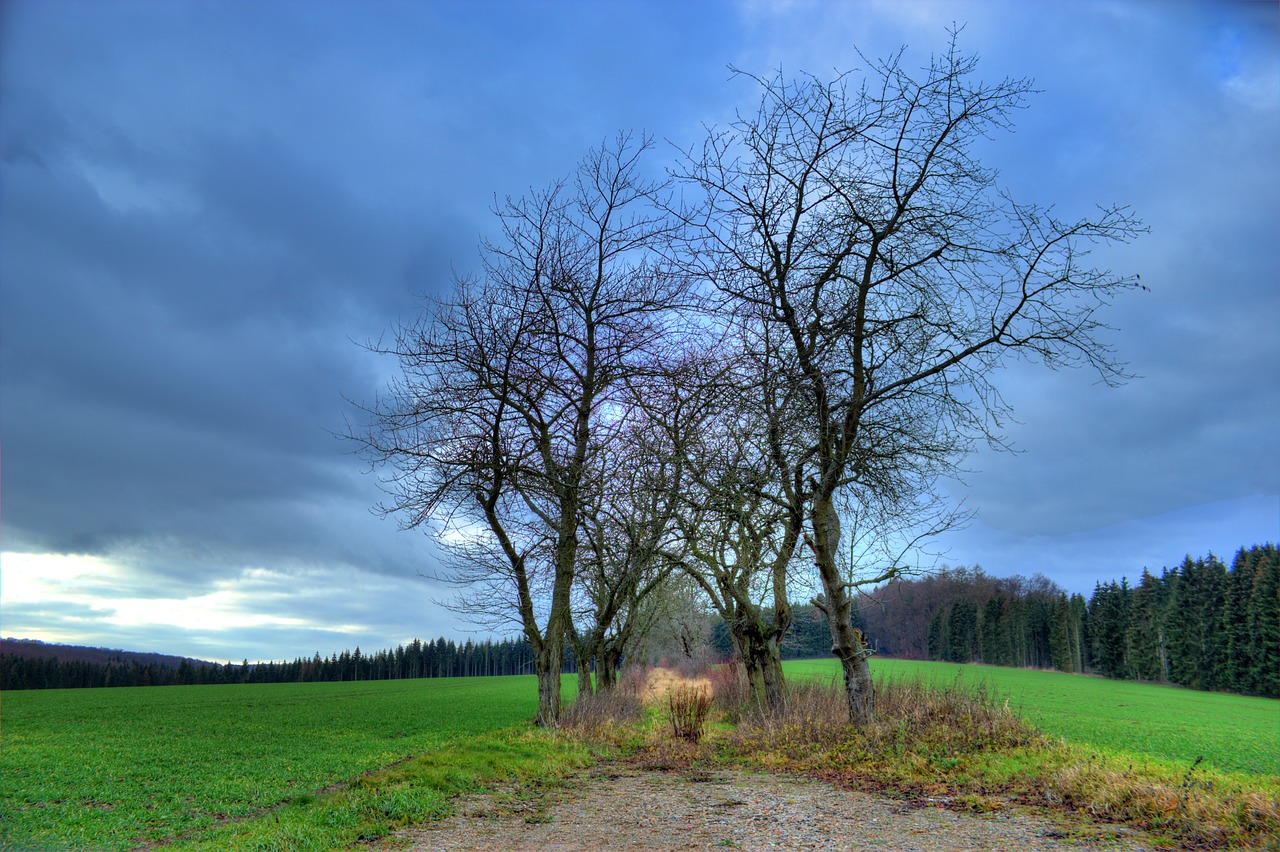 away forest path overgrown free photo