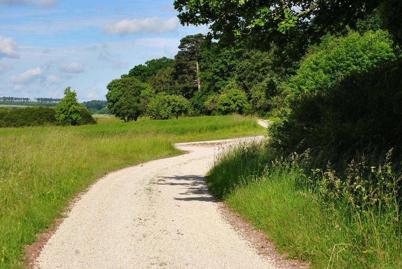 away nature green free photo