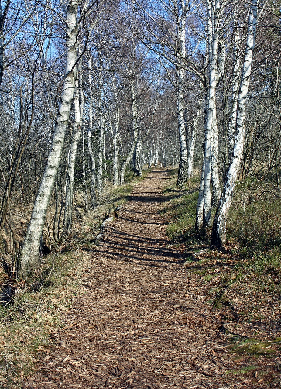 away path birch free photo