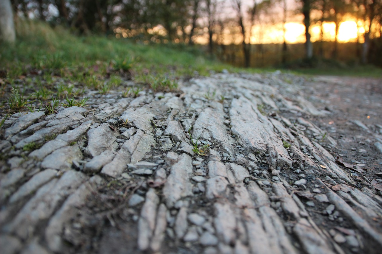 away forest slate free photo