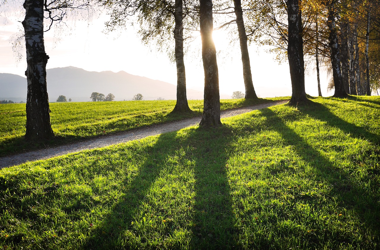 away trees shadow free photo