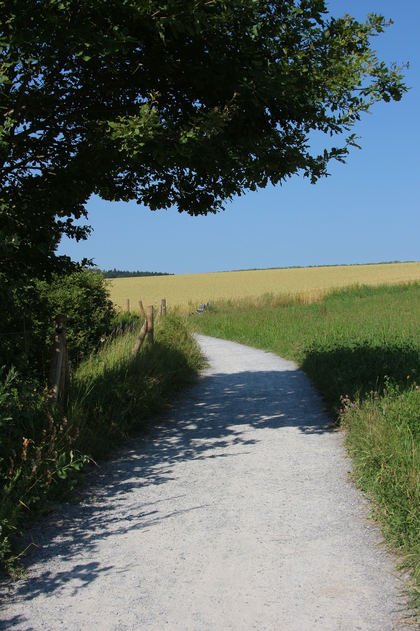 away meadow grasses free photo