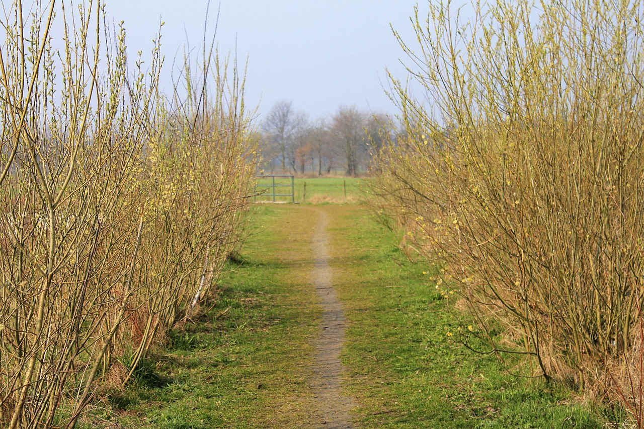 away grass nature free photo