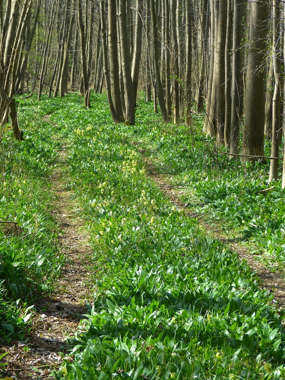 away forest path gün free photo