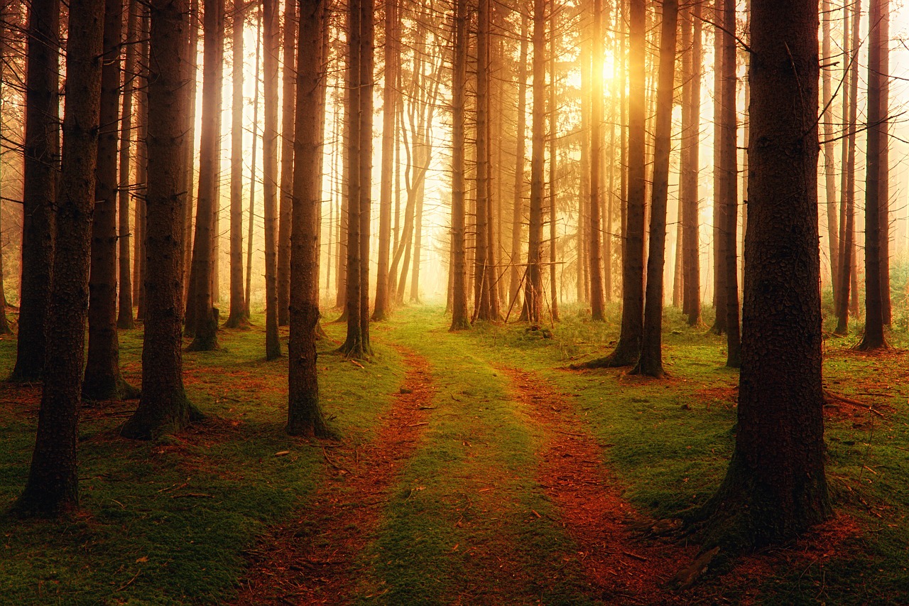 away light forest free photo