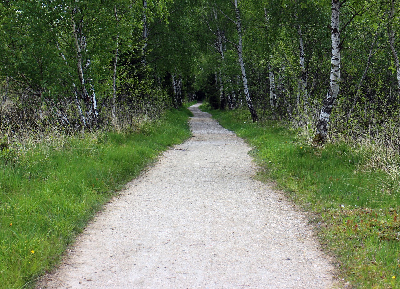 away forest path trail free photo