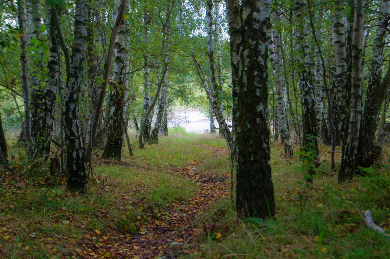 away  path  forest free photo