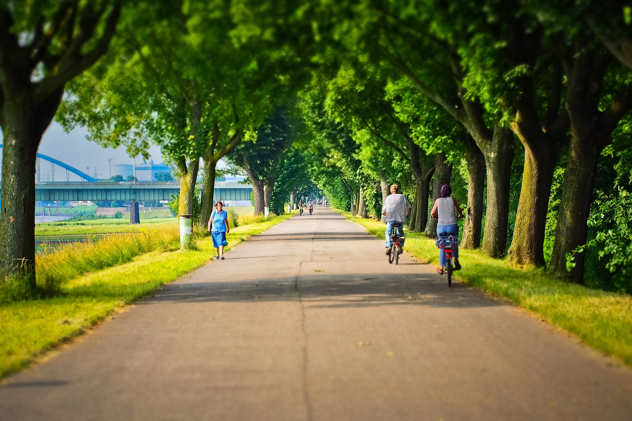 away  avenue  nature free photo