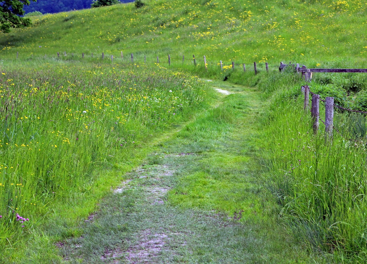 away lane meadow free photo