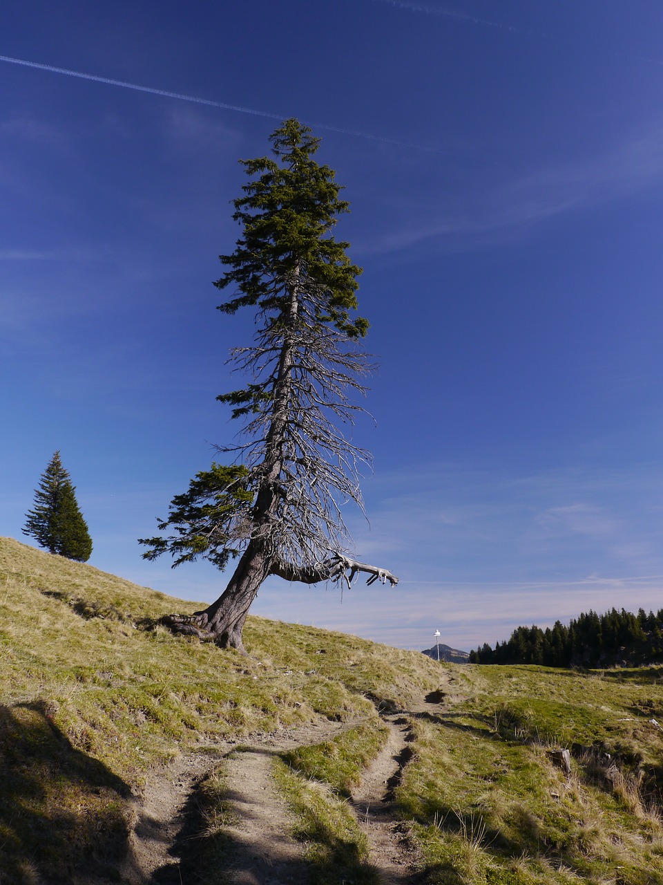 away  tree  lone tree free photo