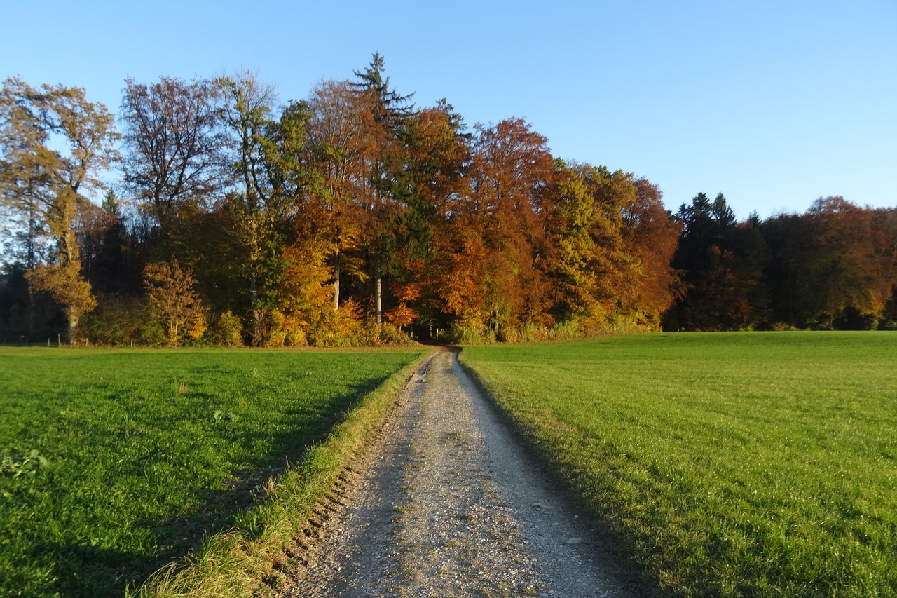 away  autumn forest  lonely free photo