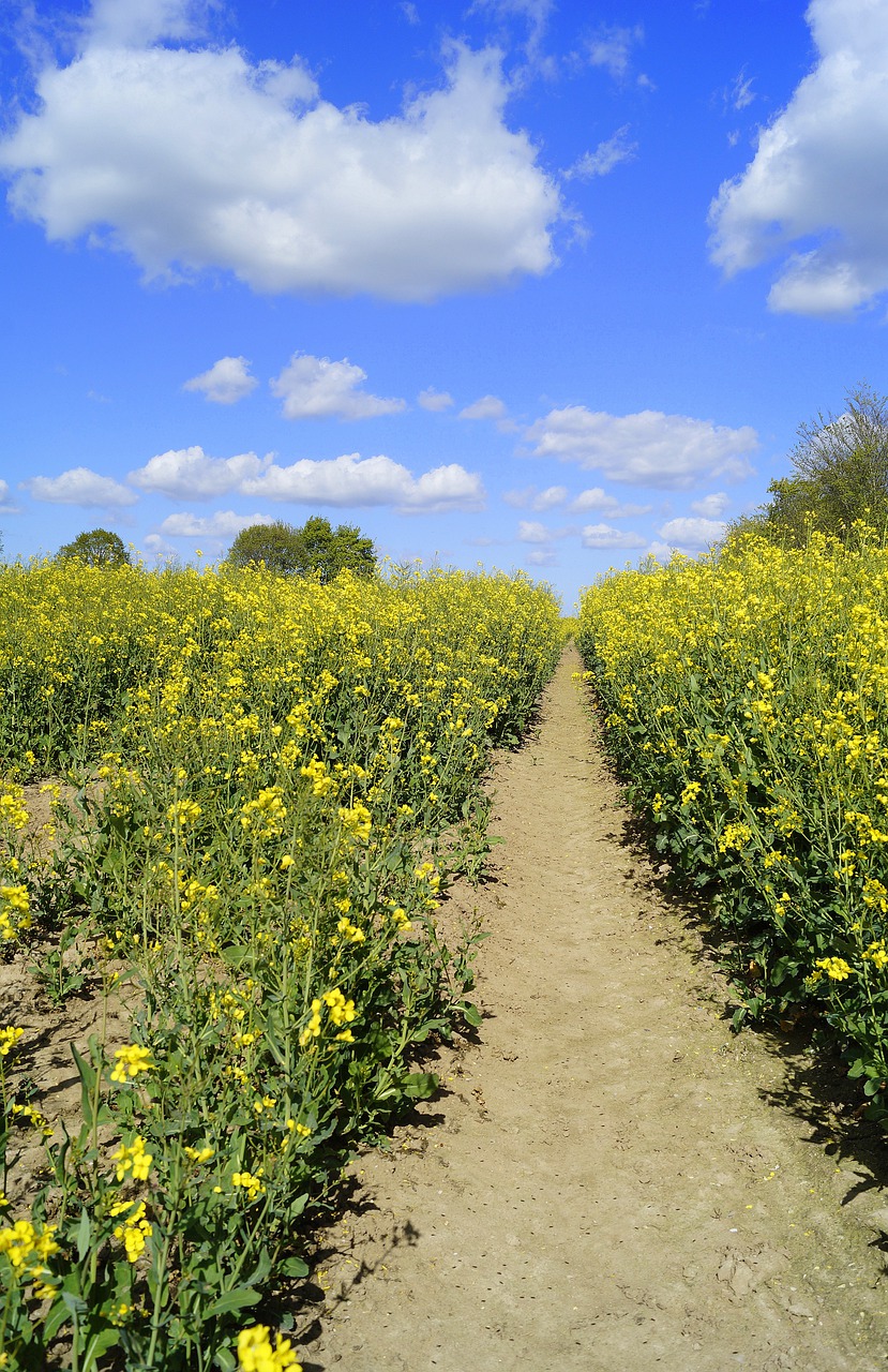 away  oilseed rape  field of rapeseeds free photo