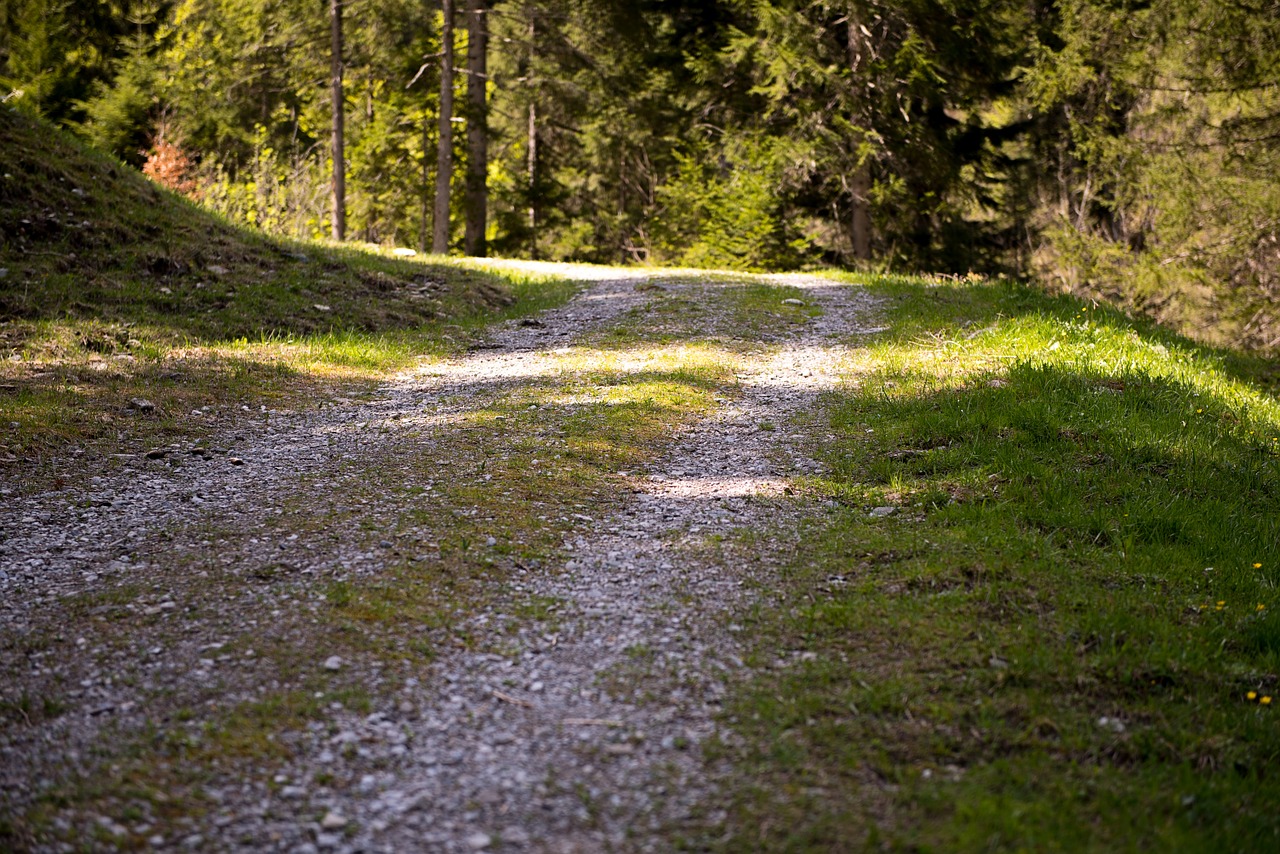 away nature trail forest road free photo