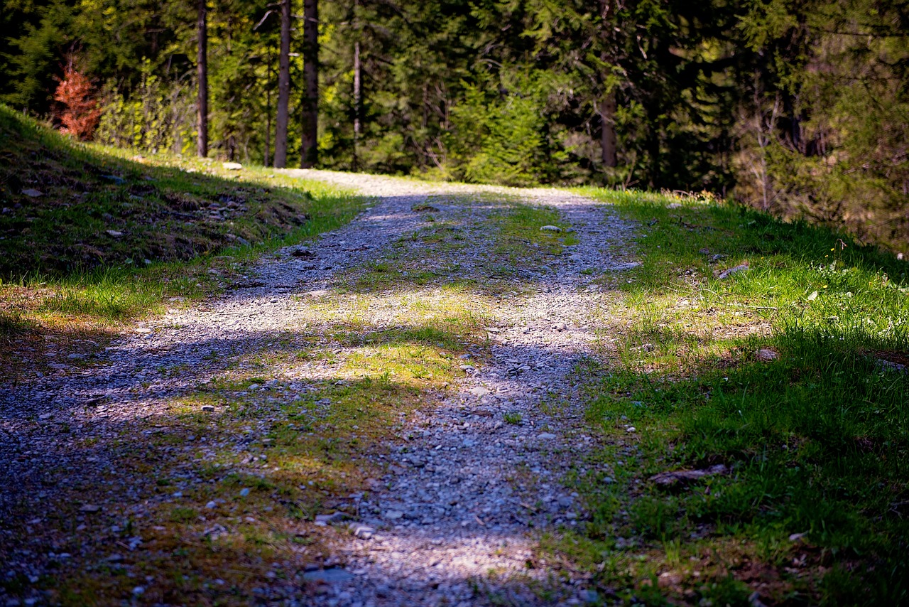 away nature trail forest road free photo