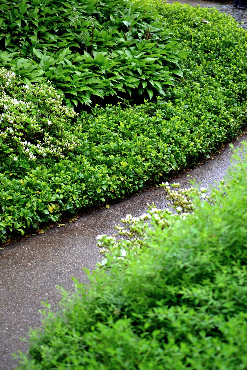 away garden hedge free photo