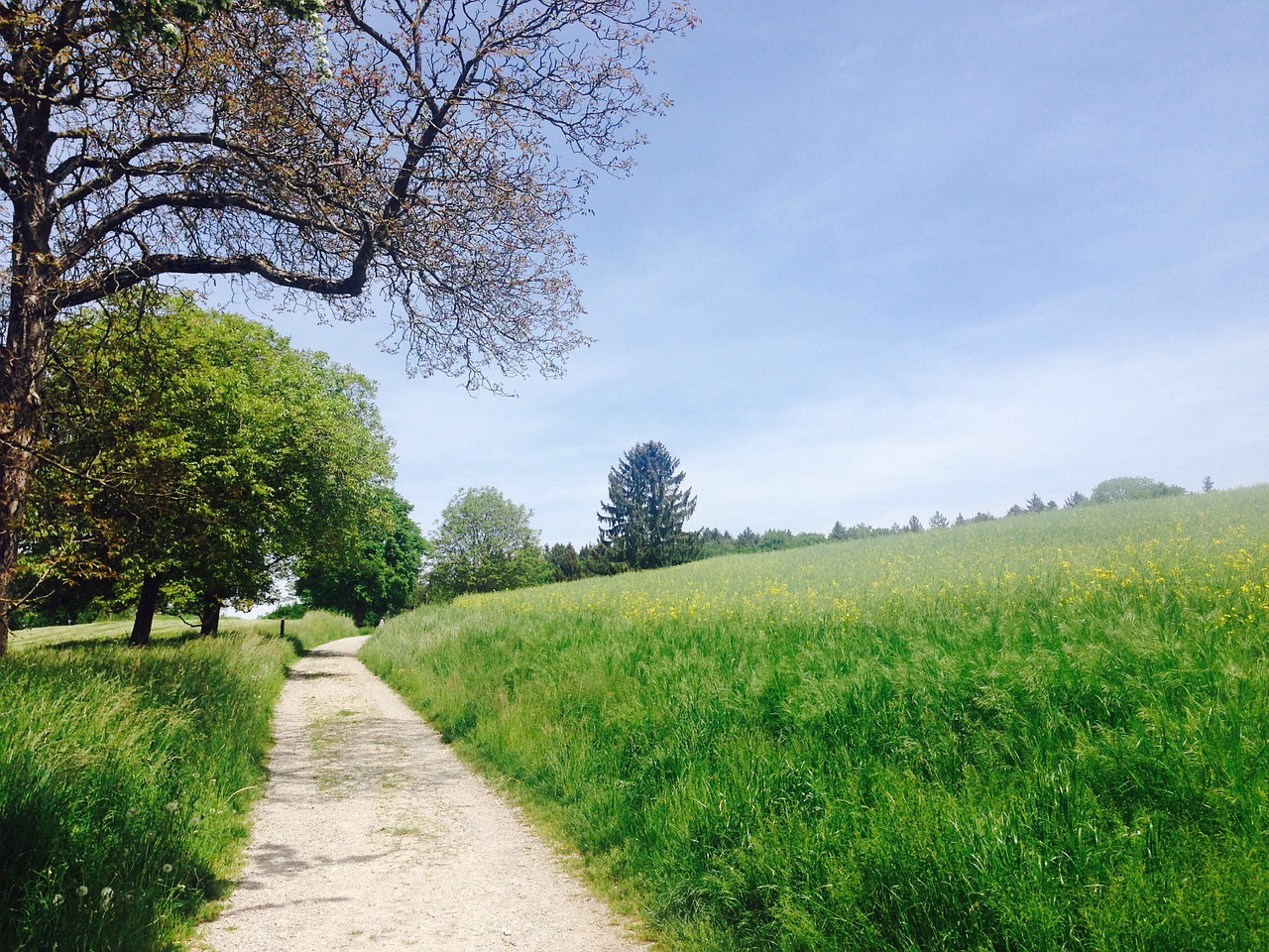 away meadow nature free photo